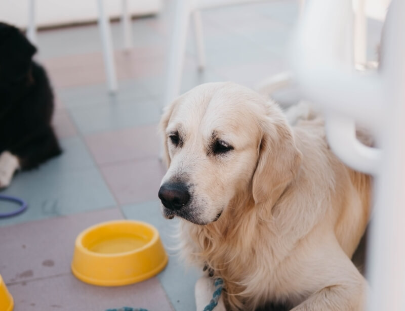 Un golden retriever sdraiato su un pavimento con un ciotola gialla.