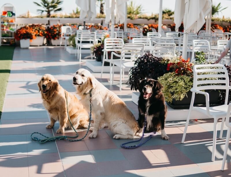 Tre cani su un patio: due golden retriever e uno marrone-nero.