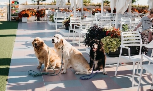 Tre cani su un patio: due golden retriever e uno scuro.