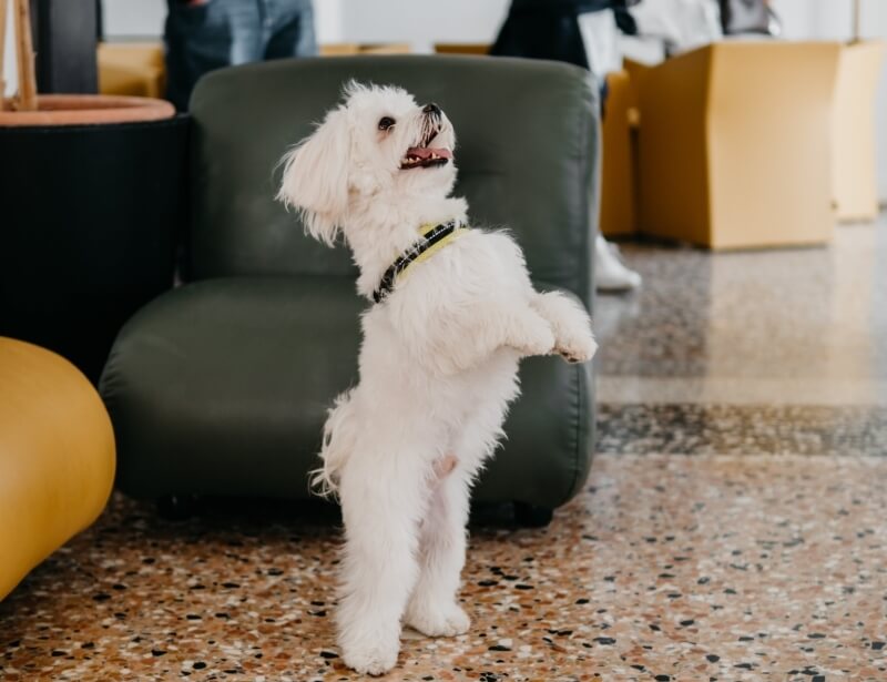 Cane bianco in piedi su zampe posteriori, collare nero con giallo.