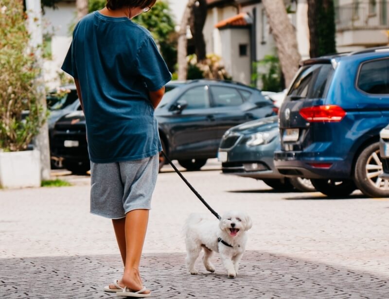 Persona con maglietta blu e pantaloni grigi passeggia un cane bianco.