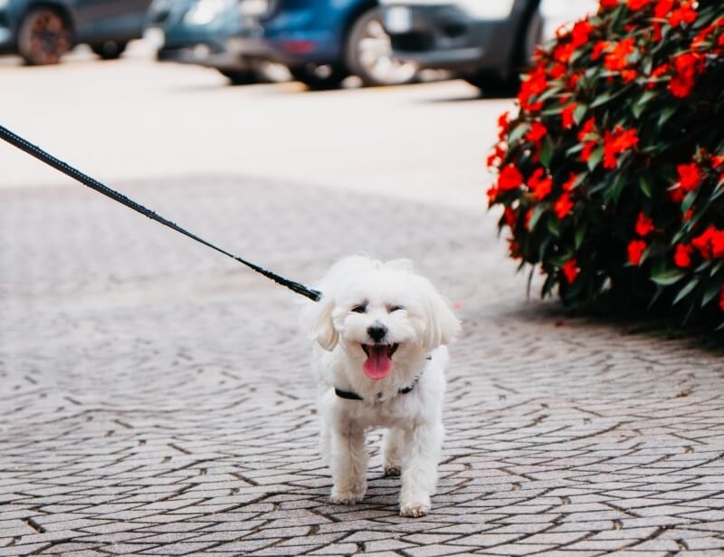 Cane bianco con guinzaglio nero cammina accanto a un cespuglio fiorito.