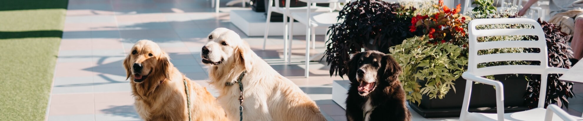 Tre cani: due golden retriever e un cane nero, seduti su pavimento.