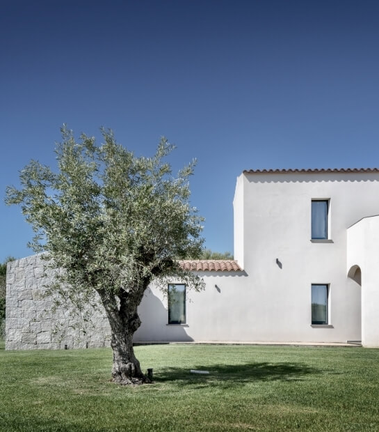 foto ad un olivo secolare