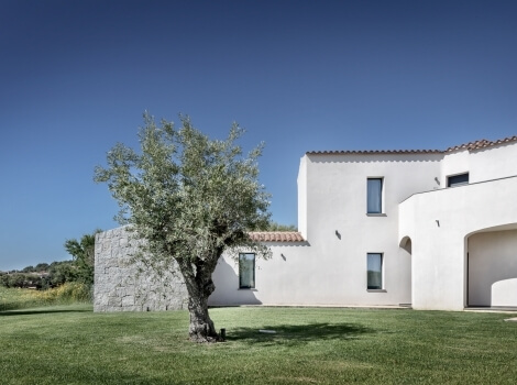 photo of a centuries-old olive tree