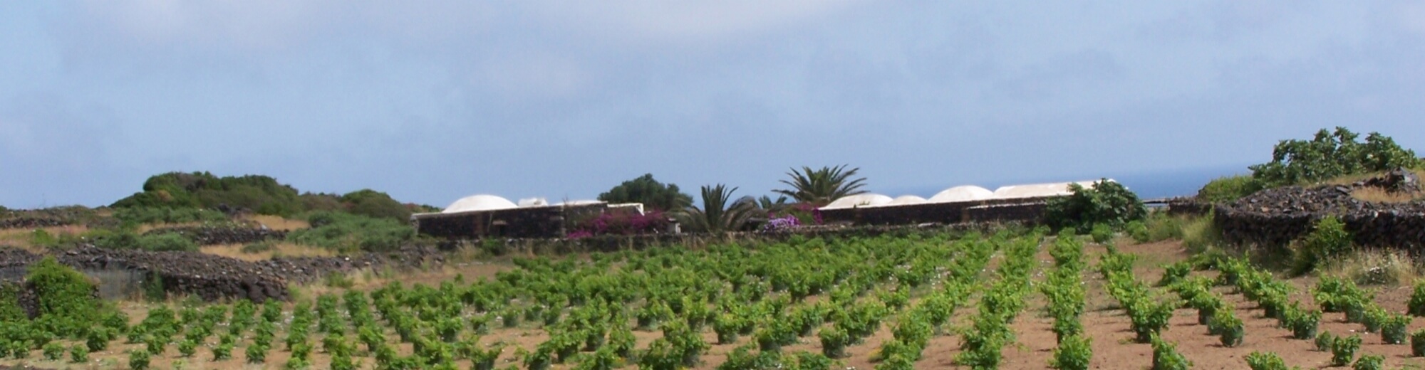 Azienda vitivinicola di Pantelleria