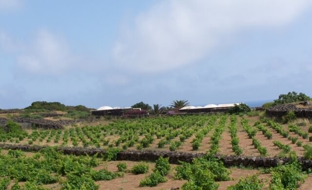 Azienda vitivinicola di Pantelleria