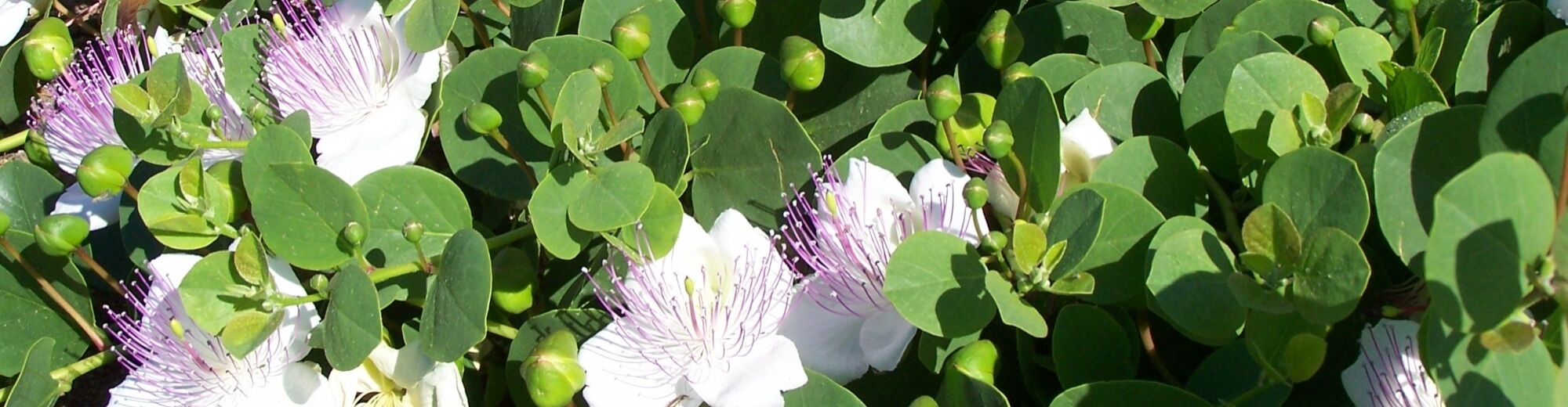 Capperi di Pantelleria