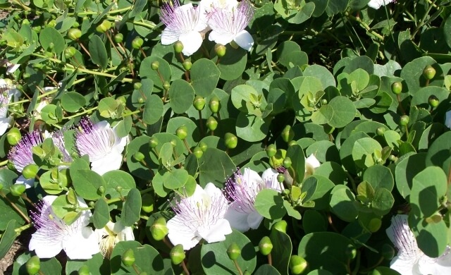 Capperi di Pantelleria