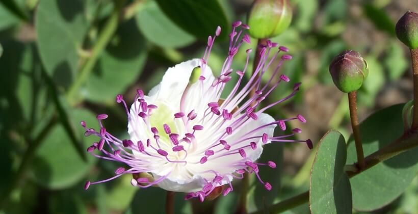 Caper's flower