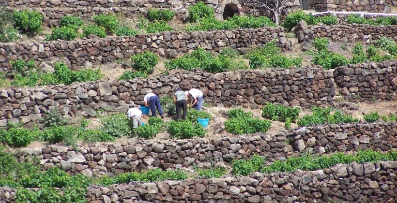 Grape harvest