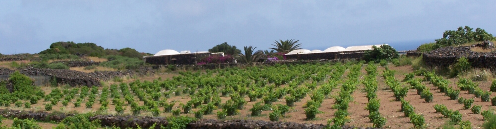 Azienda vitivinicola di Pantelleria