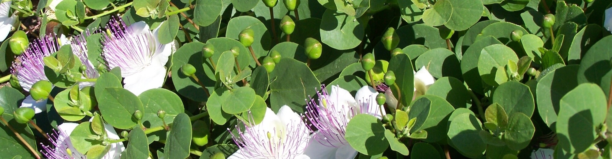 Capperi di Pantelleria