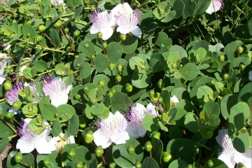 Pantelleria's capers