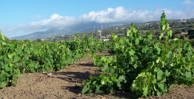 Sapling vine of Pantelleria UNESCO heritage