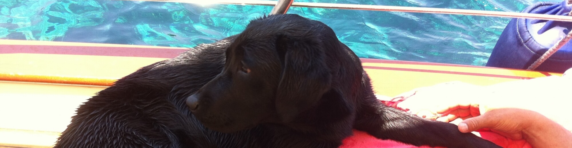 Disponibili noleggio barche pet friendly