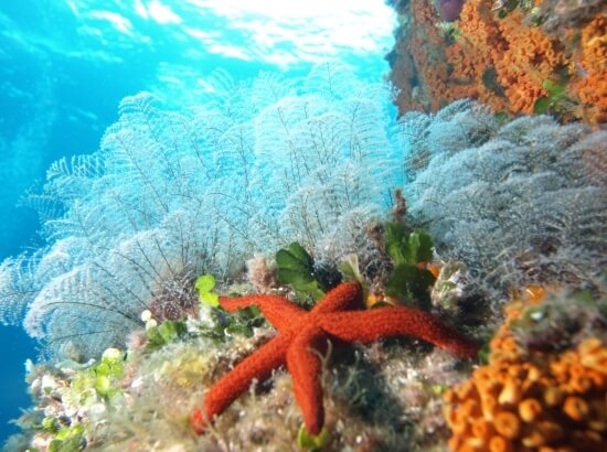 Vibrant underwater scene with a red starfish, coral clusters, and sunlight filtering through blue water.