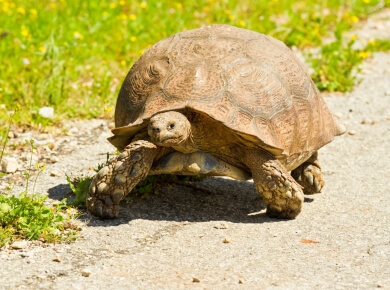 Turtle watching