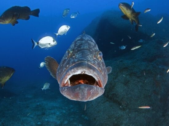 A large dark gray fish with white spots swims in clear blue water, surrounded by smaller schooling fish.