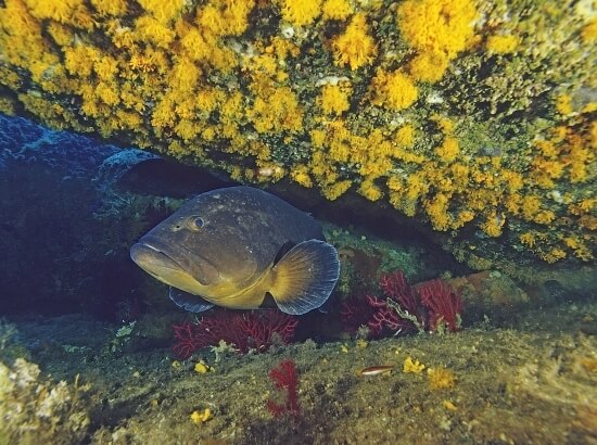 A large grayish-brown fish with yellow and white accents swims in front of a colorful coral reef underwater.