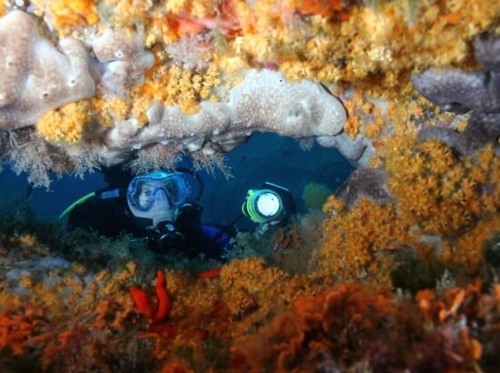 Two scuba divers explore a vibrant coral reef filled with colorful corals, sea anemones, and teal fish.