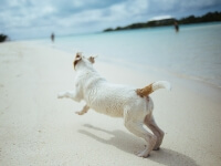 Villages de Sardaigne Animaux acceptés