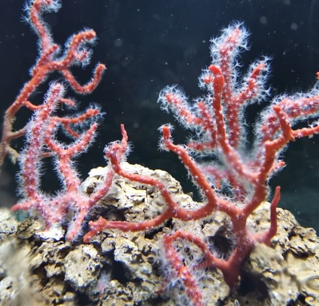 Corallo rosso dettagliato su sfondo scuro, con bolle che risalgono verso la superficie dell'oceano.