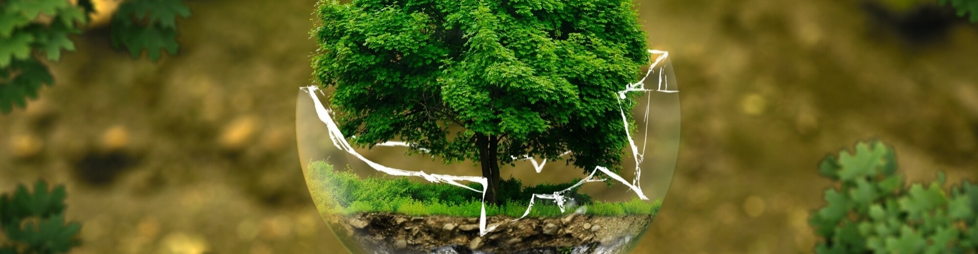 Confronto tra un paesaggio forestale sfocato a sinistra e una sfera di vetro chiara con un albero e acqua a destra.