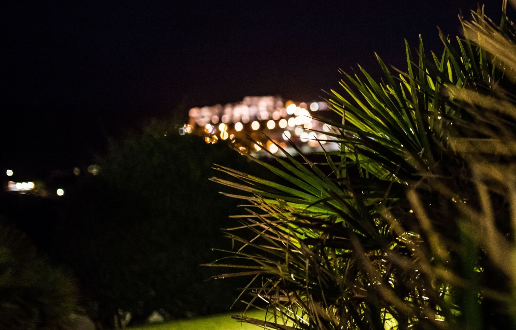 Scena notturna con una palma illuminata in primo piano e luci sfocate di edifici sullo sfondo, creando un'atmosfera serena.