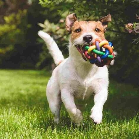 A small white and brown dog runs with a colorful ring toy in its mouth, playing joyfully in a grassy area.