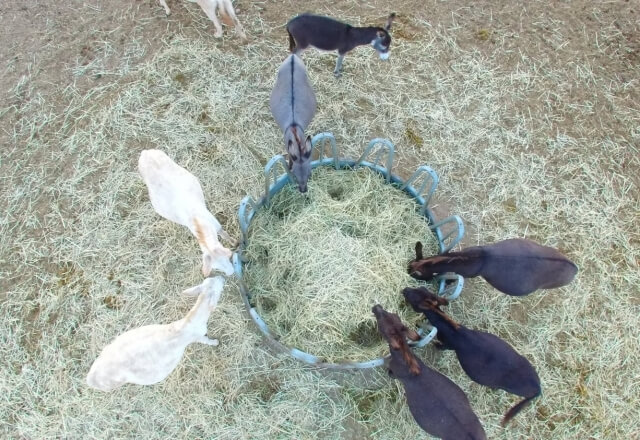 Donkeys eating hay