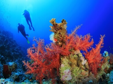 Coral branch