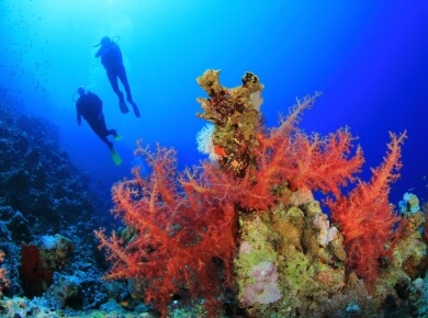 Coral branch