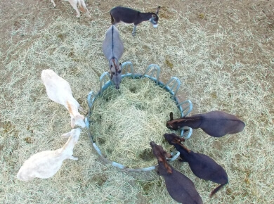 Donkeys eating hay