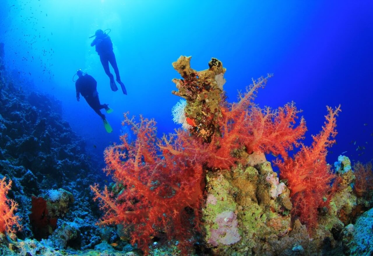 Branche de corail